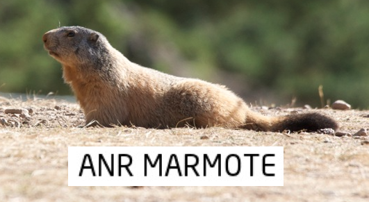 Marmote